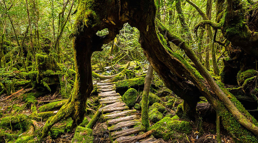 blog-destino-viajeros-japon-imperdibles-5